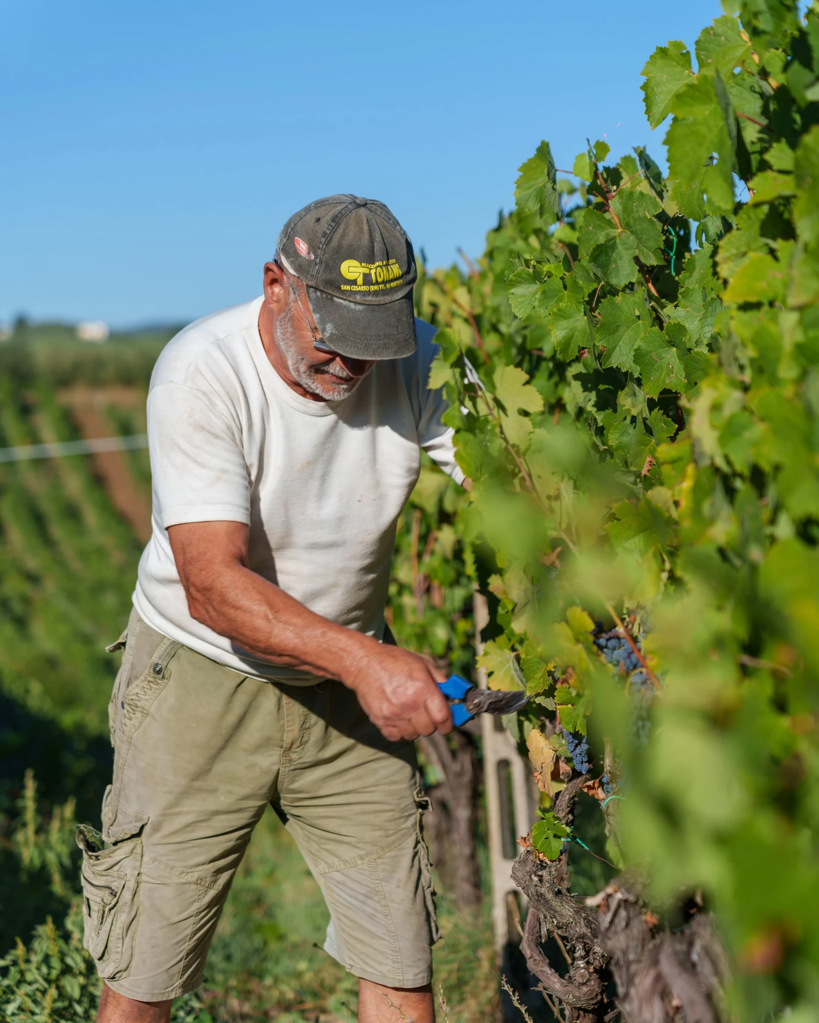 Raccolta dell’uva all’Azienda Agricola Neri