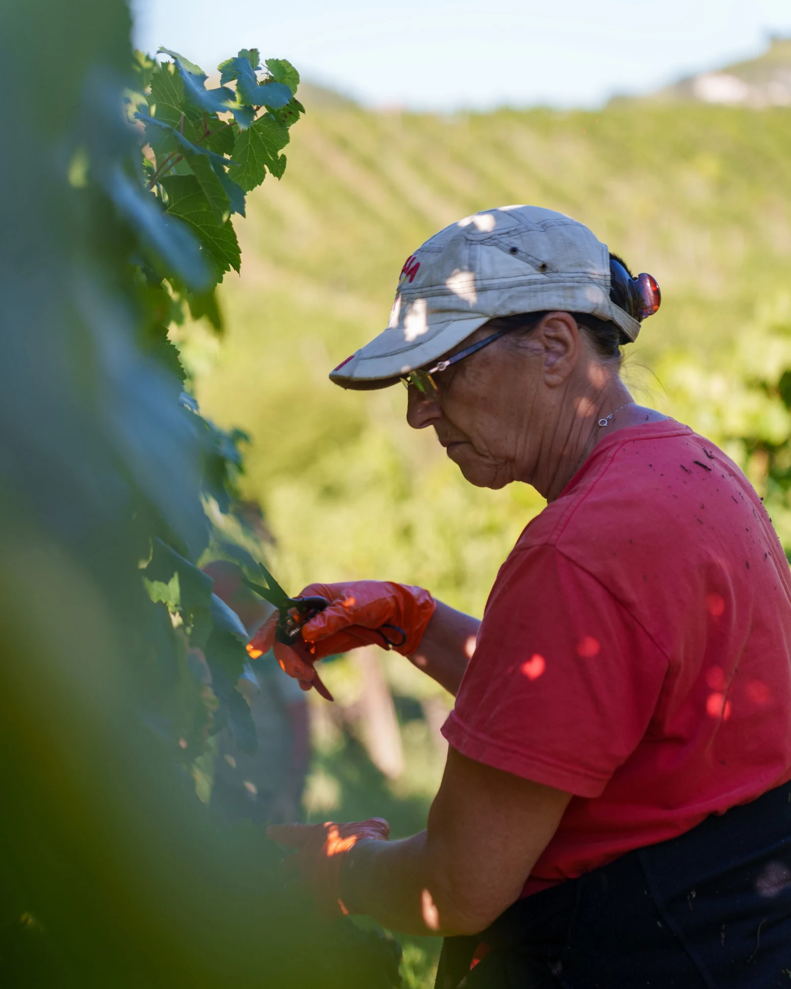 Vendemmia 2026 all’Azienda Agricola Neri