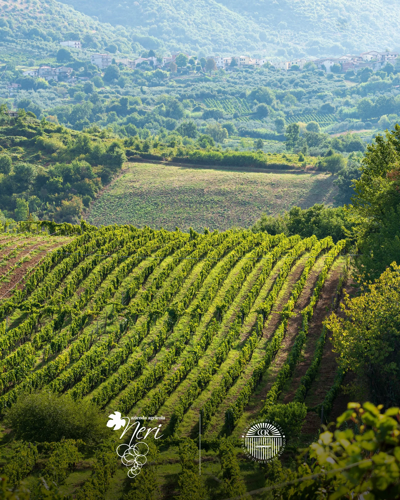 Vendemmia all’Azienda Agricola Neri