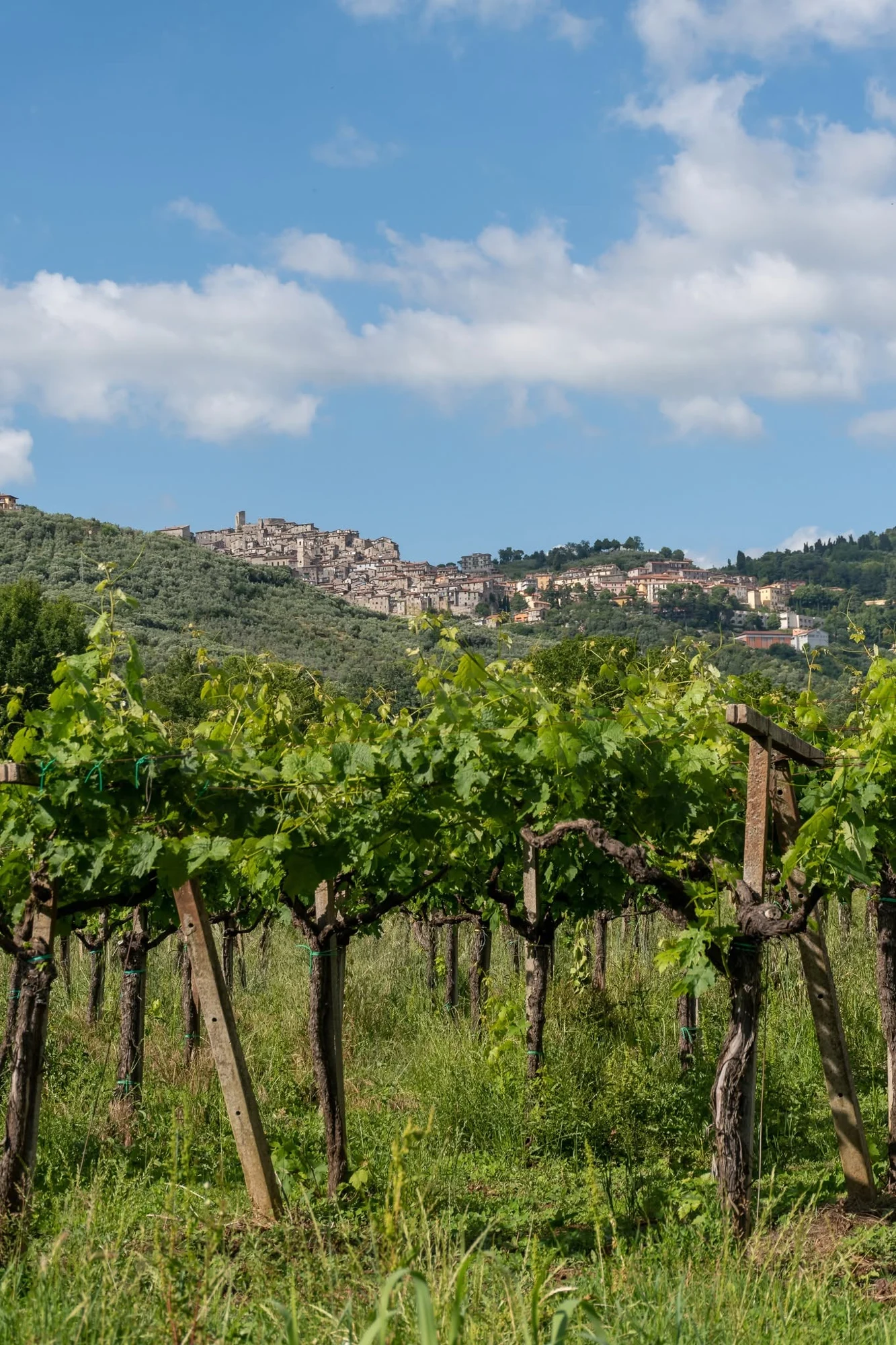 Olevano Romano e i suoi vigneti, dalla pagina ufficiale del Consorzio